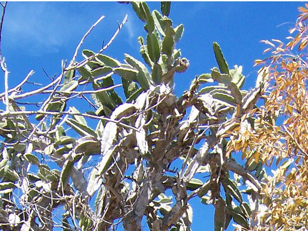 Dendrocereus_nudiflorus